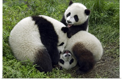 Giant Panda (Ailuropoda melanoleuca) three young Pandas playing, China