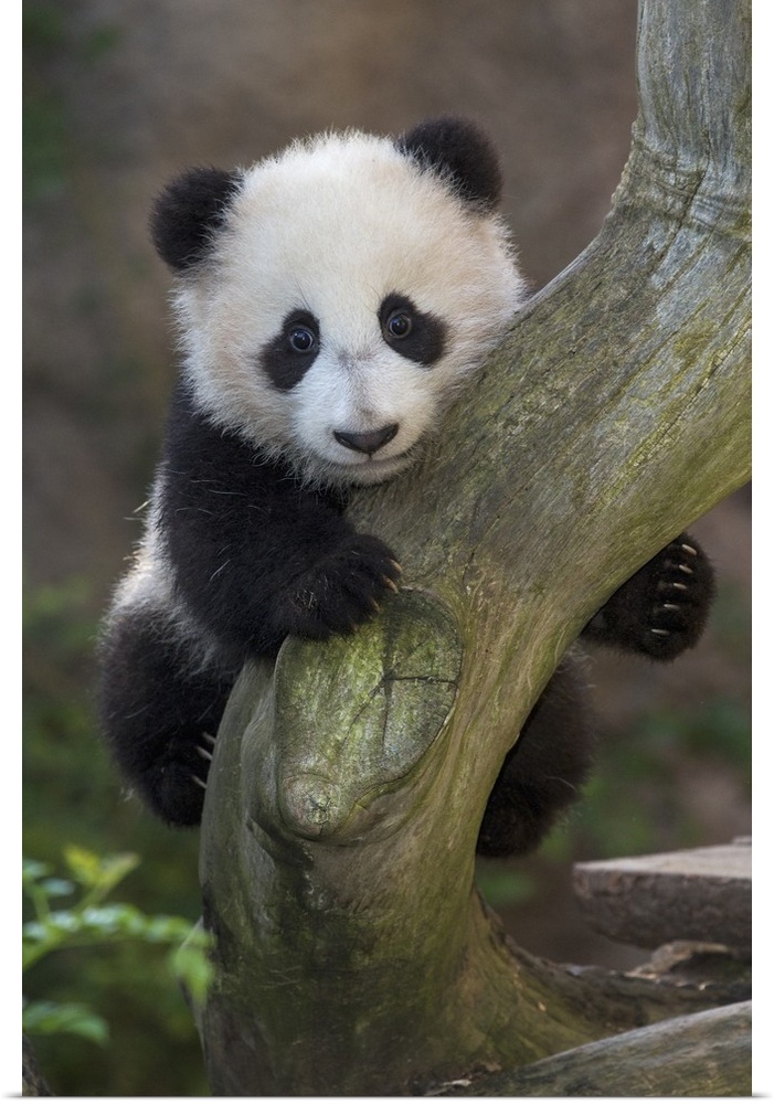 Giant Panda cub in tree, native to China