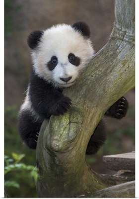 Giant Panda cub in tree, native to China