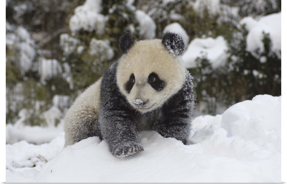 Giant Panda cub playing in the snow, Wolong Nature Reserve, China