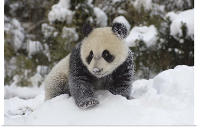 Giant Panda cub playing in the snow, Wolong Nature Reserve, China