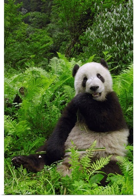 Giant Panda eating bamboo, Wolong Reserve, Sichuan Province, China