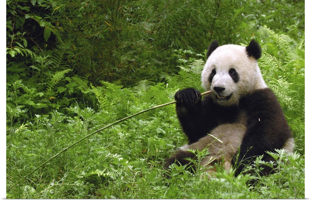 Giant panda (Ailuropoda melanoleuca) in its environment Family: Ailuropodidae.Wolong China Conservation and Research Cente...