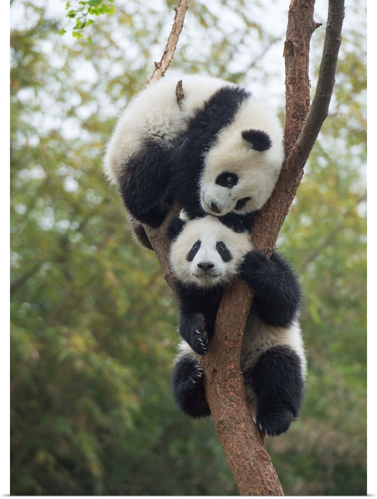 Giant Panda (Ailuropoda melanoleuca) eight month old cubs playing in tree, Chengdu, Sichuan, China.