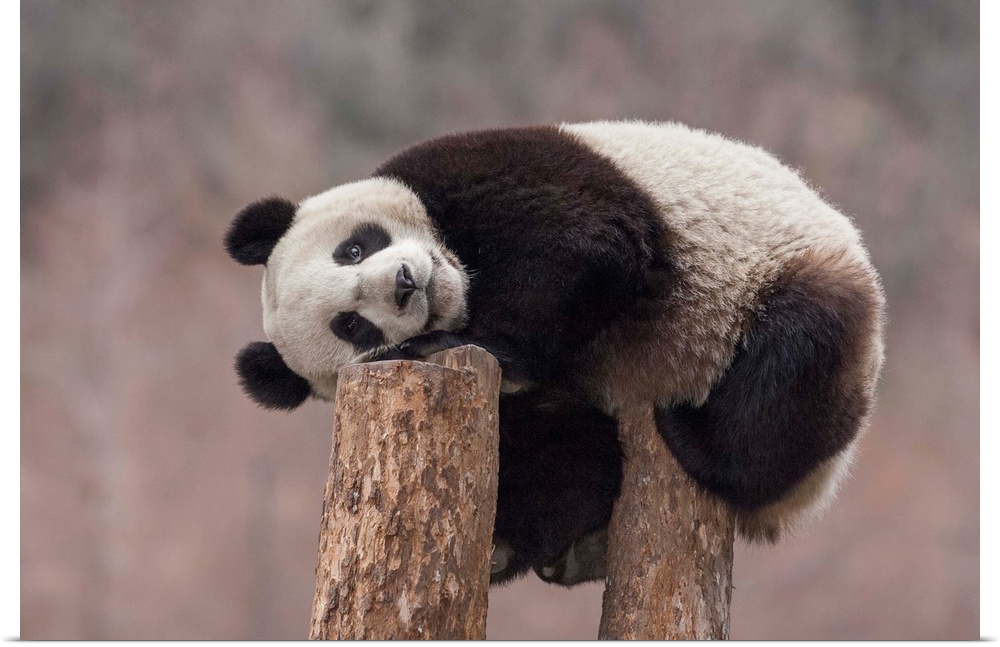 Giant Panda (Ailuropoda melanoleuca) eighteen month cub on tree stump, Wolong National Nature Reserve, Sichuan, China.