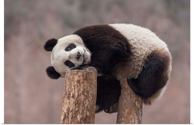 Giant Panda eighteen month cub on tree stump, Sichuan, China