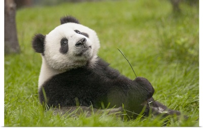 Giant Panda eleven month old cub, Wolong National Nature Reserve, Sichuan, China