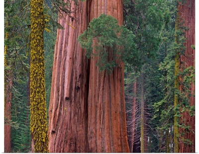 Giant Sequoia (Sequoiadendron giganteum) trees, California