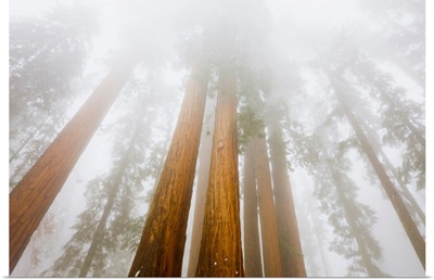 Giant Sequoias and Fog, Sequoia National Park