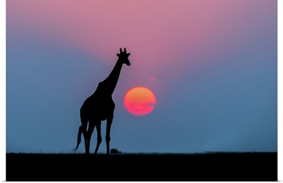 Giraffe at sunset, Chobe National Park, Botswana