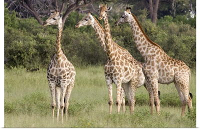 Giraffe (Giraffa camelopardalis) group, Linyanti River, Botswana