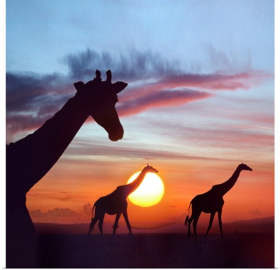 Giraffe (Giraffa camelopardalis) trio at sunrise, Masai Mara, Kenya, composite image