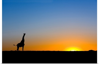 Giraffe silhouetted against the setting sun