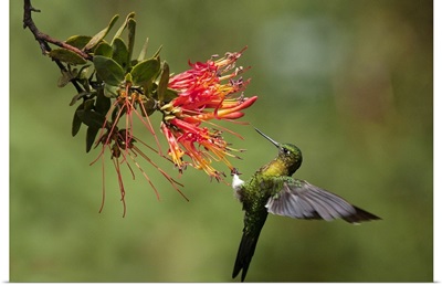 Golden-breasted Puffleg hummingbird feeding on flower nectar, Ecuador