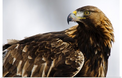 Golden Eagle (Aquila chrysaetos) portrait, Lauvsnes, Norway