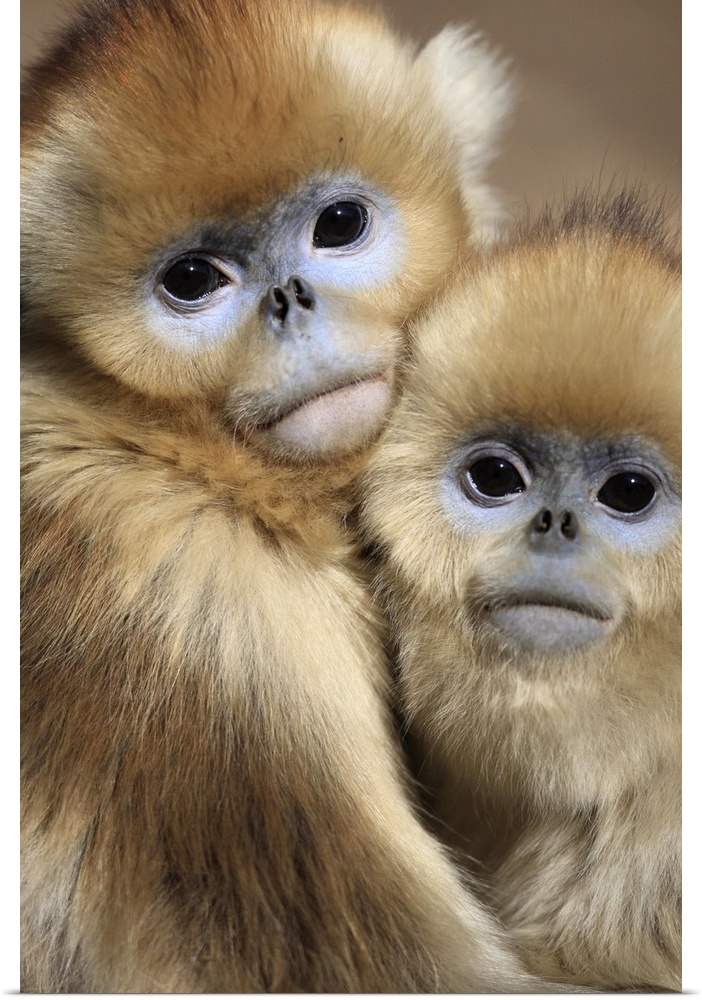 Golden monkey / Rhinopithecus roxellana juveniles huddled up against each other to keep warm Winter Qinling mountains CHINA