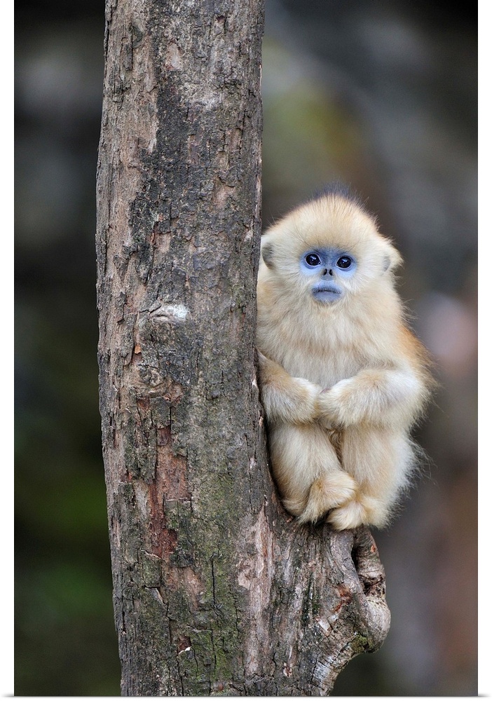 Golden Snub-nosed Monkey - baby - Qinling Mountains - Shaanxi province - China
