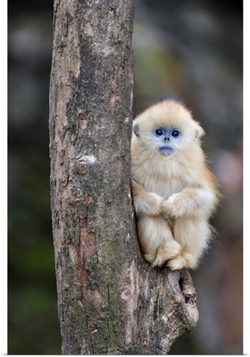 Golden Snub-nosed Monkey young, Qinling Mountains, Shaanxi, China