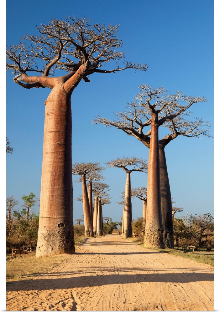 Baobab-Allee bei Morondava, Adansonia grandidieri, Madagaskar, Afrika / Baobab alley near Morondava, Adansonia grandidieri...