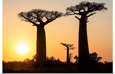 Grandidier's Baobab trees at sunset near Morondava, Madagascar