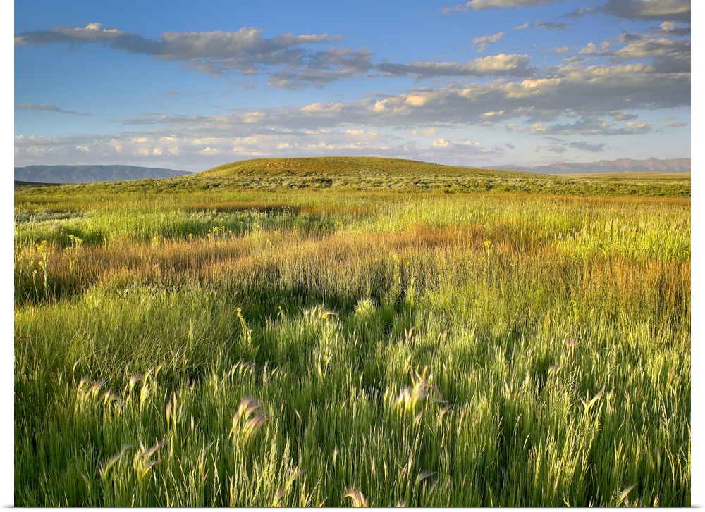 Beautiful shot taken of vast grasslands in Colorado with hills and mountains seen in the distance.
