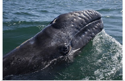 Gray Whale calf at water surface, San Ignacio Lagoon, Baja California, Mexico