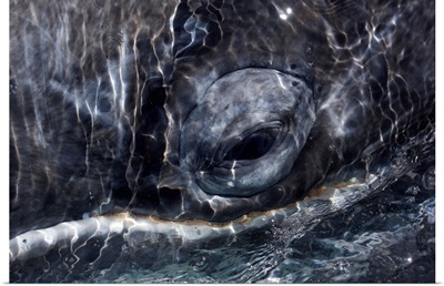 Gray Whale eye, San Ignacio Lagoon, Baja California, Mexico