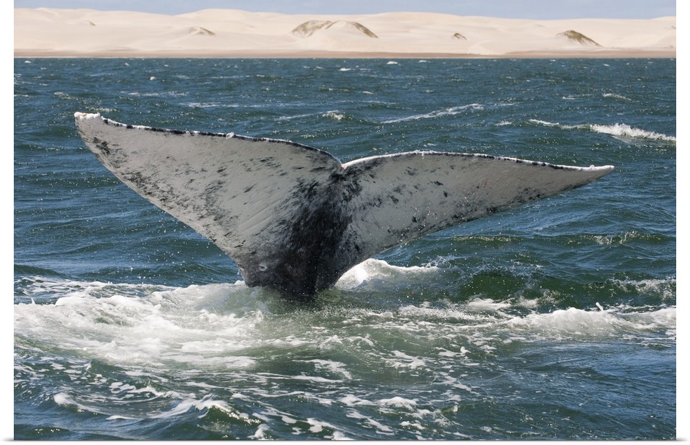 Gray Whale tail, Baja California, Mexico