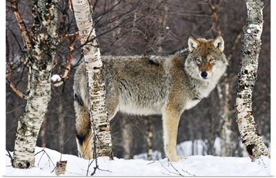 Gray Wolf (Canis lupus) in the woods, winter, Norway
