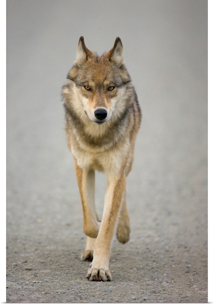Gray Wolf Denali National Park Alaska
