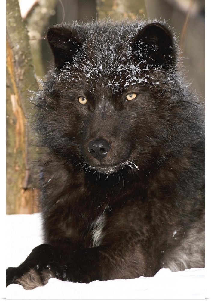 Gray, Wolf melanistic individual resting in snow, North America.