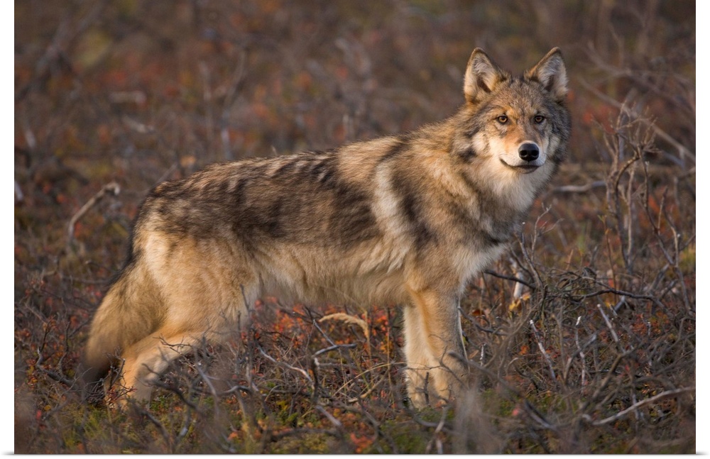 Gray Wolf on Tundra Denali National Park