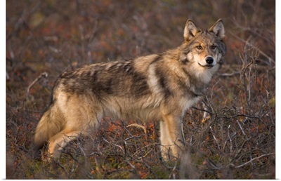 Gray Wolf on Tundra Denali National Park