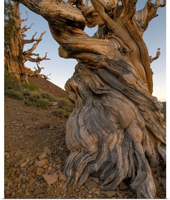 Great Basin Bristlecone Pines, Inyo National Forest, California