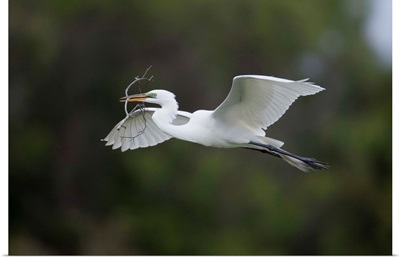 Great Egret carrying nesting material, Florida