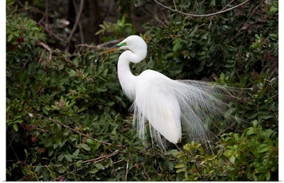 Great Egret displaying during courtship in breeding plumage, Florida