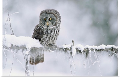 Great Gray Owl perching on a snow-covered branch, British Columbia, Canada