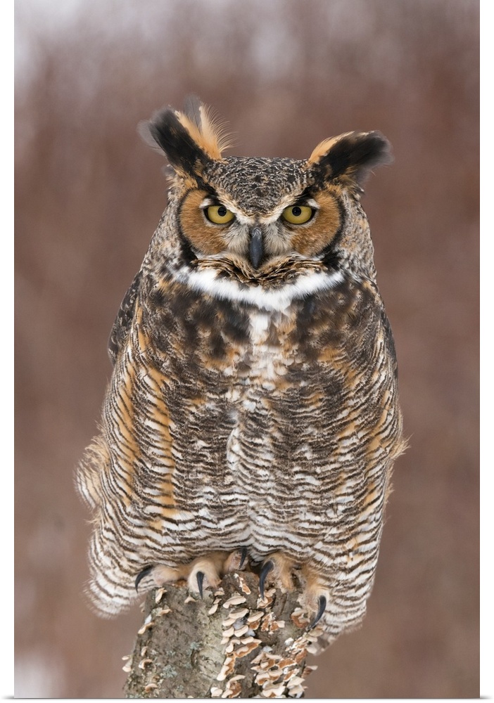 great horned owl (Bubo virginianus), Captive, Howell Nature Center, MI