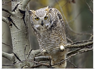 Great Horned Owl (Bubo virginianus) pale form, Kootenays, British Columbia, Canada