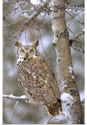 Great Horned Owl in its pale form perching in a snow-covered tree, British Columbia