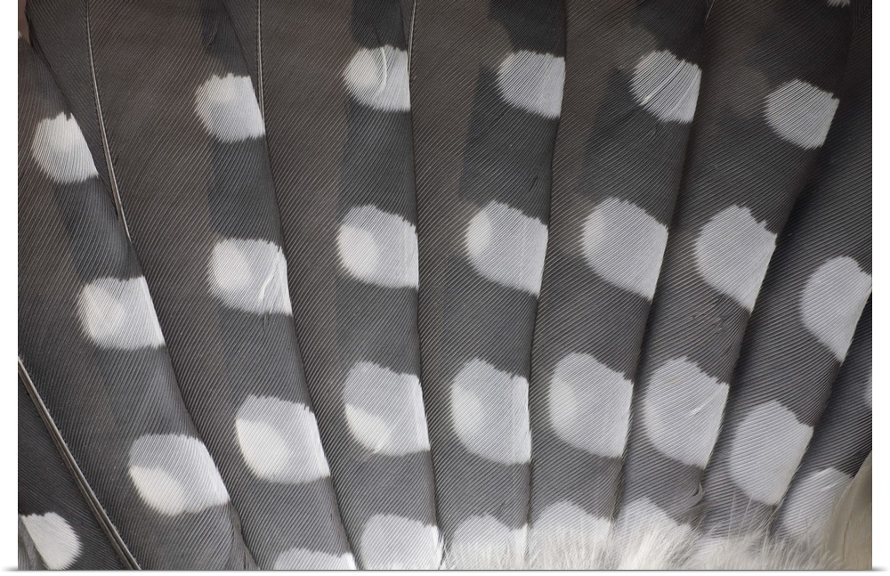 Great Spotted Woodpecker wing feather detail, Germany