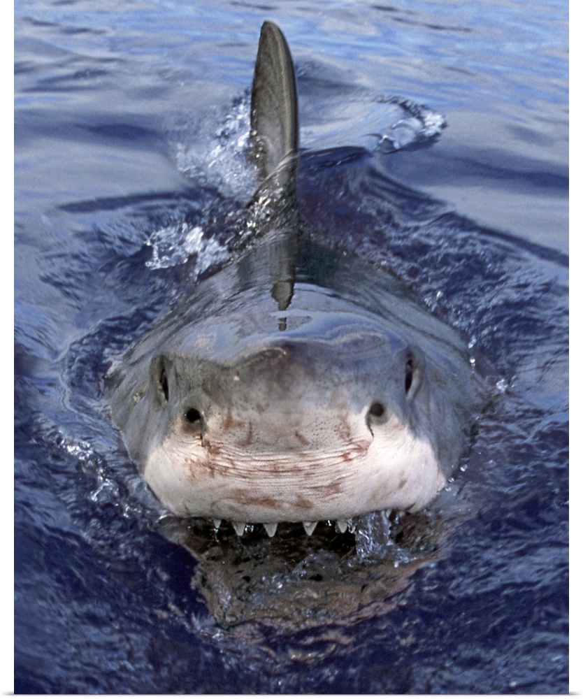 Great White Shark (Carcharodon carcharias), Cape Province, South Africa