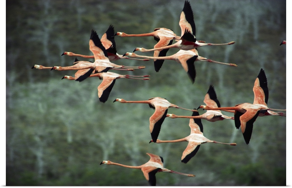Greater Flamingo (Phoenicopterus ruber) group courtship flight over salt lagoon, Punta Cormorant, Floreana Island, Galapag...