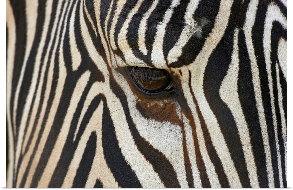 Large photograph focuses on the head of a striped African wild horse standing still.