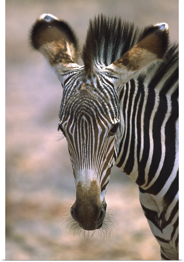Grevy''s Zebra (Equus grevyi) foal, Kenya