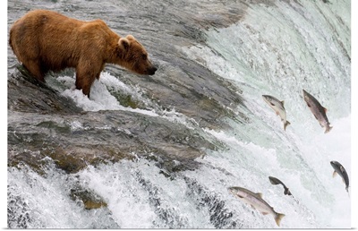 Grizzly Bear fishing for Sockeye Salmon, Brooks Falls, Alaska