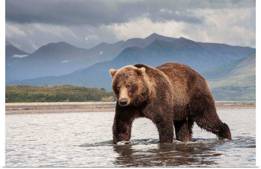 Brown Bear (Ursus arctos horribilis) fishing, Katmai National Park, Alaska, USA