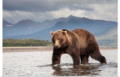 Grizzly Bear in river, Katmai National Park, Alaska