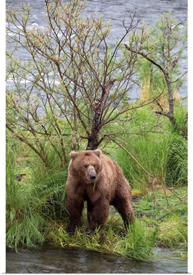 Grizzly Bear male scent marking on rubbing tree, Katmai National Park, Alaska