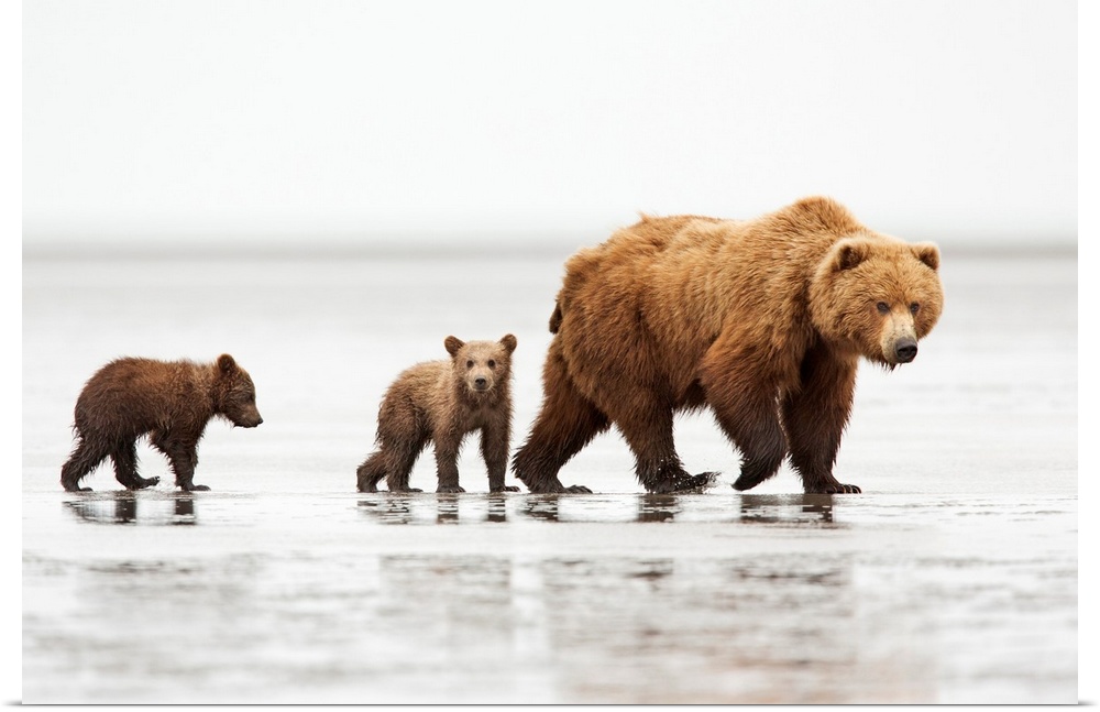 Grizzly Bear (Ursus arctos horribilis) mother and cubs, Lake Clark National Park, Alaska.
